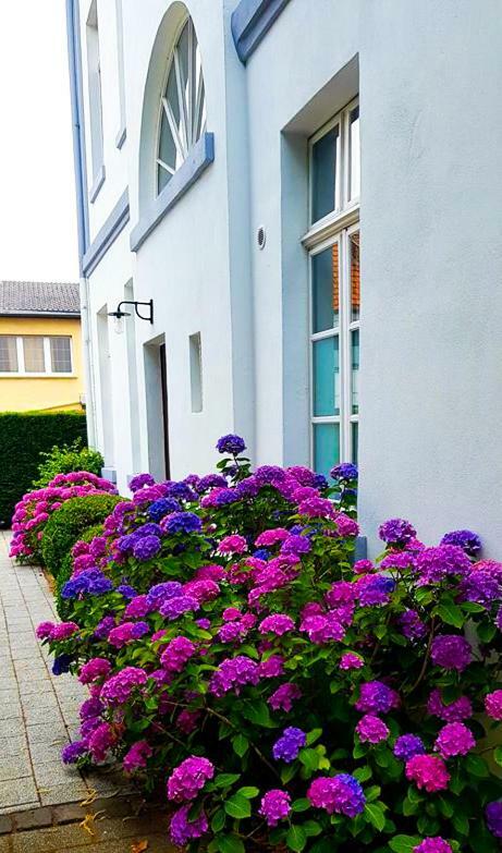 Hotel Zweilinden Meckenheim Bonn Luaran gambar